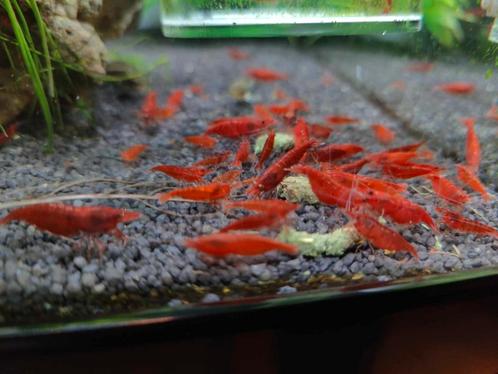 Bloody mary garnalen (neocardinia garnalen), Dieren en Toebehoren, Vissen | Aquariumvissen