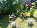 JEUNES PLANTS DE FRAMBOISIER, Ophalen, In pot, Overige soorten
