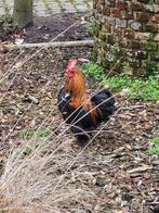 Gratis cochin kriel haantje, Dieren en Toebehoren