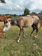 arabische merrie Warda word 4 jaar 14 april 2025, Dieren en Toebehoren, Paarden, Merrie