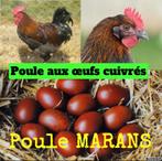 Poules aux œufs colorés (marans, araucana, legbar et olive)