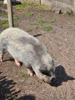 2 varkens zusjes graag samen adopteren, Dieren en Toebehoren, Vrouwelijk, 6 jaar of ouder