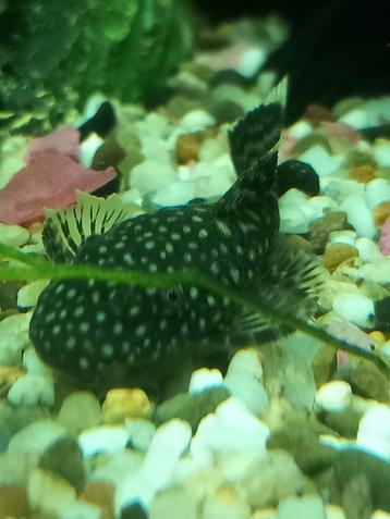 Young Ancistrus maat +/- 3,5 cm voor 3,5 euro per stuk

4 ze beschikbaar voor biedingen