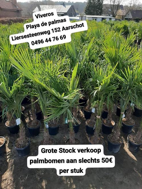 Uitverkoop palmbomen 50€, Jardin & Terrasse, Plantes | Jardin, Enlèvement ou Envoi