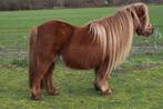 Shetland merrie (s)  NSPS, Jument, Non dressé, Poney A (jusqu'à 1.17 m), Vermifugé