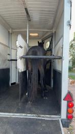 2 prachtige ponys samen 1250 vandaag opgehaald, Dieren en Toebehoren, Pony's, Gechipt, 0 tot 2 jaar, Hengst, Onbeleerd