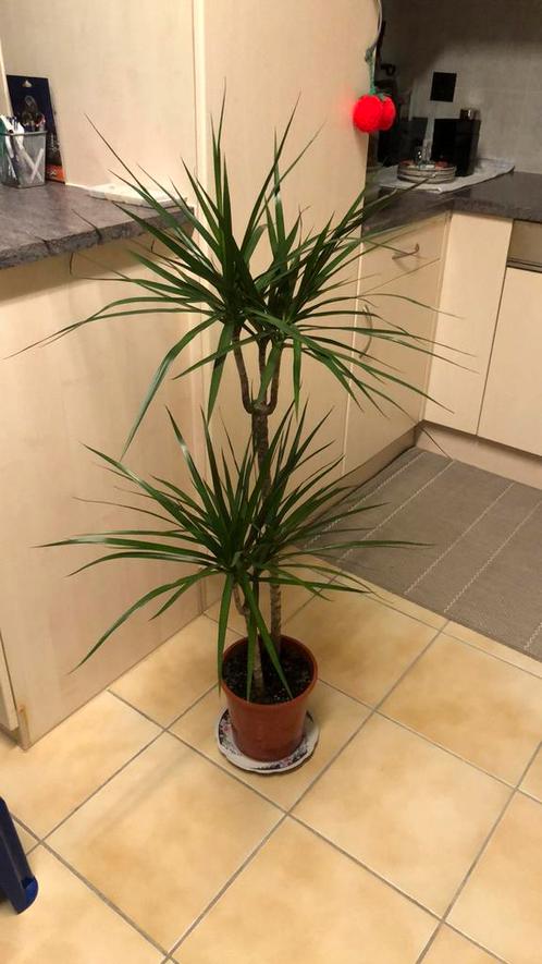Sierlijke kamerplanten: Dracaena Marginata (Drakenboom), Huis en Inrichting, Kamerplanten, Overige soorten, 100 tot 150 cm, Groene kamerplant