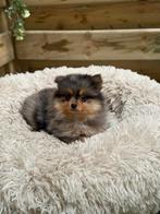 Mooie dwergkeeshond pups, Dieren en Toebehoren, België, Keeshond, CDV (hondenziekte), 8 tot 15 weken