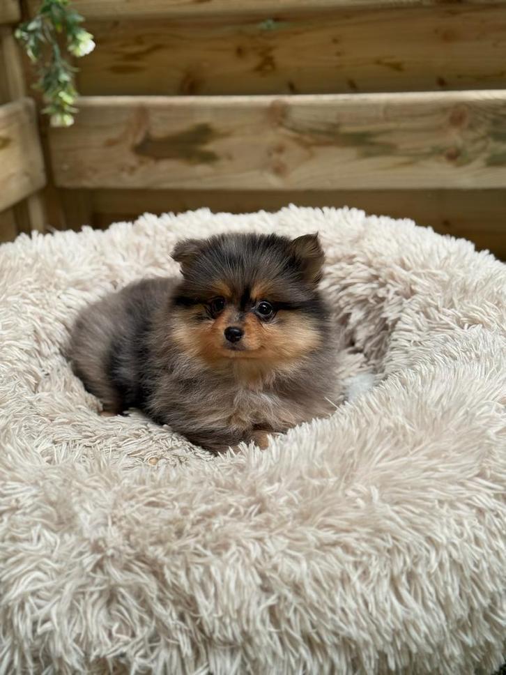 Mooie dwergkeeshond pups, Dieren en Toebehoren, Honden | Poolhonden, Keeshonden en Oertypen, Meerdere dieren, Keeshond, Fokker | Professioneel