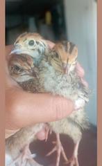 kwartel, Dieren en Toebehoren, Mannelijk