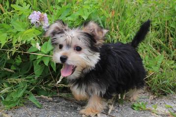 Morkie puppy reutje, geboren 4 mei, eigen kweek beschikbaar voor biedingen