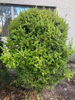 Gratis 3 grote brede buxus struiken los als haag afscheiding, Tuin en Terras, Ophalen, Buxus, 100 tot 250 cm