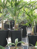 Winterharde palmbomen en kruisingen, Tuin en Terras, Planten | Bomen, In pot, Halfschaduw, Ophalen of Verzenden, Minder dan 100 cm