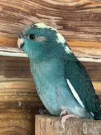 Kakariki Augustus 25, geringd, Meerdere dieren, Parkiet, Geringd