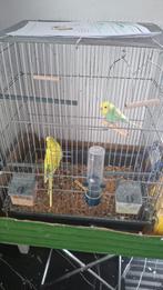 2 Perruches + Cage pour 30€ le tout, Enlèvement