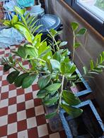 Plante d'interieure avec pot, Tuin en Terras, Planten | Tuinplanten, Ophalen