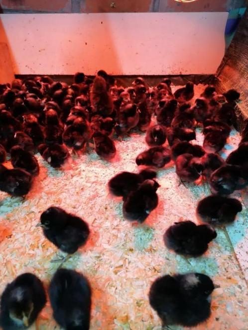 dag kuikens mechelse koekoek VETHAANTJES voor 9 september, Dieren en Toebehoren, Pluimvee, Kip, Mannelijk