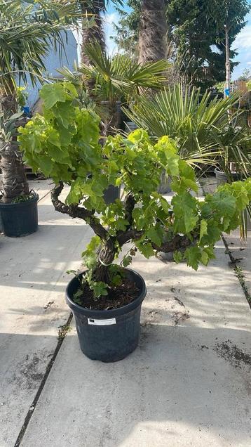 Druivelaars ! beschikbaar voor biedingen