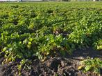 Voederbieten, Zakelijke goederen, Landbouw | Veevoer, Ophalen of Verzenden
