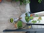 Bloemen en planten, Tuin en Terras, Planten | Tuinplanten, Ophalen of Verzenden