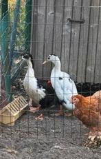 2 loopeenden mannetjes, Mannelijk, Eend