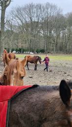 GEZOCHT: verzorgpaard of pony, Dieren en Toebehoren, Paarden