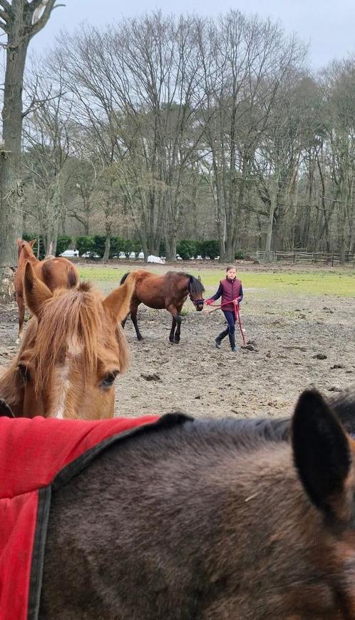 GEZOCHT: verzorgpaard of pony, Dieren en Toebehoren, Paarden