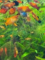 10 volwassen platys