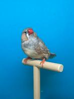 Zebravink man pastel grijs split oranjeborst zwartborst, Mâle, Oiseau tropical, Bagué