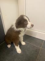 Labrador, border collie, België, Fokker | Hobbymatig, Overige rassen, 8 tot 15 weken