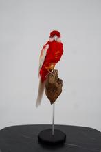 Opgezette prachtrosella - Wildernis Atelier, Ophalen of Verzenden, Nieuw, Vogel, Opgezet dier