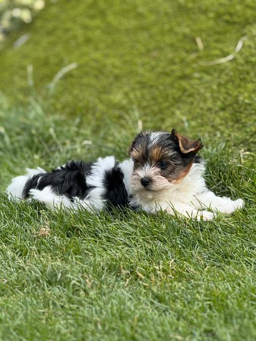 Biewer york pupjes, Dieren en Toebehoren, Honden | Chihuahua's en Gezelschapshonden, Meerdere dieren, Overige rassen, Fokker | Professioneel
