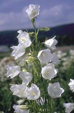 9x campanulla lactiflora alba  in pot, Ophalen, Vaste plant