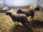 moutons zwartbles mâles, Mâle, Mouton, 0 à 2 ans