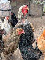 1 Brahma haan +-10 kippen, Dieren en Toebehoren, Meerdere dieren, Kip
