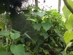 Catalpa trompetboom, Tuin en Terras, Ophalen