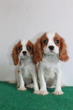 Chiots Cavalier King Charles, 15 semaines à 1 an, Étranger, Parvovirose, Plusieurs animaux