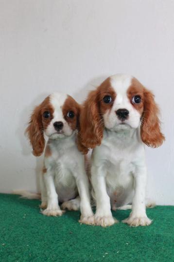 Cavalier king Charles pups