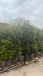 Taxus baccata, Tuin en Terras, Planten | Bomen, Ophalen of Verzenden