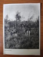 Ansichtkaart Eland met Kalf 1947 8775, Verzamelen, Ophalen of Verzenden