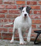 Amerikaanse Stafford pup, Dieren en Toebehoren, Parvo, België, Reu, 8 tot 15 weken