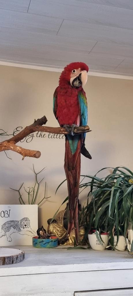 Handtamme groenvleugel pop, Dieren en Toebehoren, Vogels | Parkieten en Papegaaien, Geringd