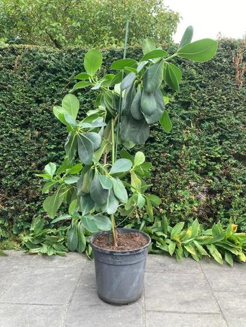 kamerplant hoya australis beschikbaar voor biedingen