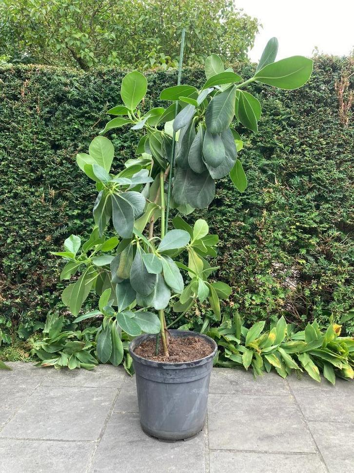 kamerplant hoya australis, Huis en Inrichting, Kamerplanten, Overige soorten, 100 tot 150 cm, Bloeiende kamerplant, Volledige schaduw
