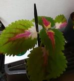 Recherche à acheter ou échanger des Coleus autres couleurs., Huis en Inrichting, Kamerplanten, Ophalen of Verzenden