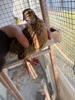 2 jonge japanse kwartels mannetjes, Dieren en Toebehoren