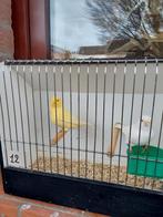 Kanaries, Dieren en Toebehoren, Vogels | Kanaries