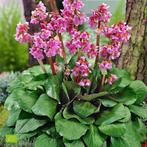 4 x bergenia cordifolia in pot, Tuin en Terras, Ophalen, Vaste plant