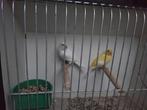 Kanaries, Dieren en Toebehoren, Meerdere dieren, Tropenvogel, Geringd