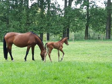 Groom paarden